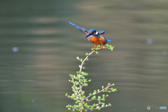 カラマツとカワセミ