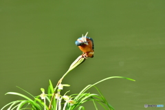 春蘭とカワセミ