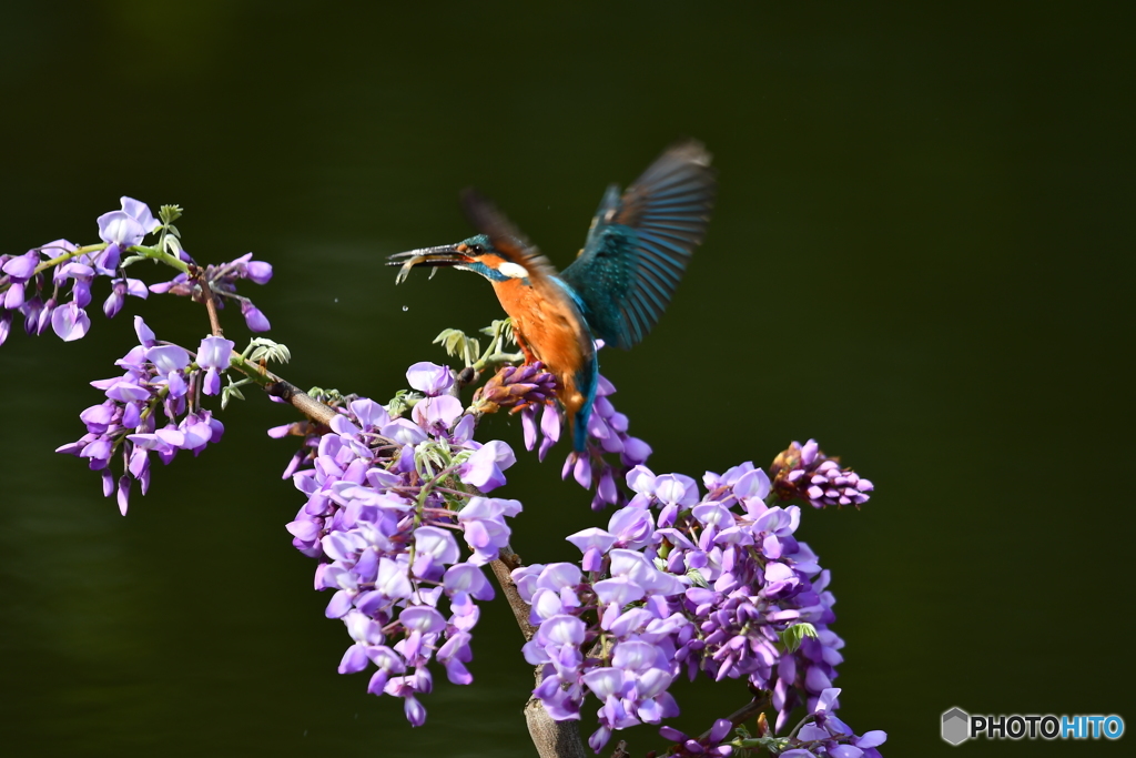 フジの花とカワセミ