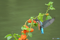 ホオズキとカワセミ