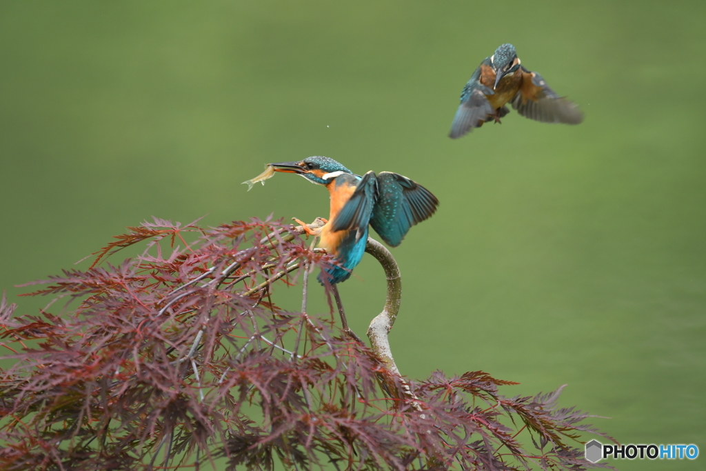 枝垂れ紅葉とカワセミ親子
