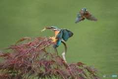 枝垂れ紅葉とカワセミ親子