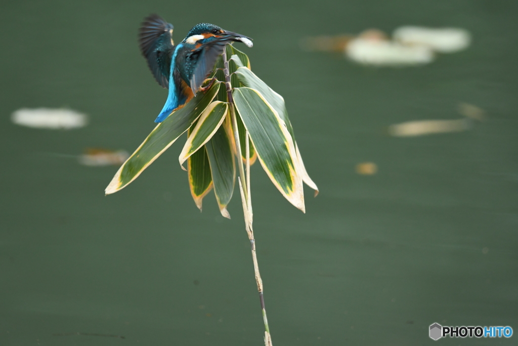クマザサとカワセミ
