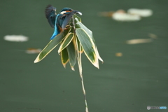 クマザサとカワセミ