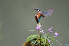 ウチョウランとカワセミ