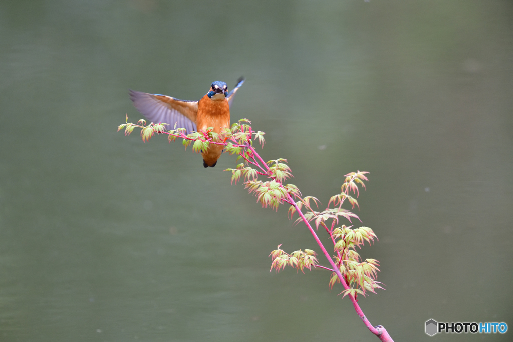 紅葉とカワセミ
