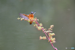 紅葉とカワセミ