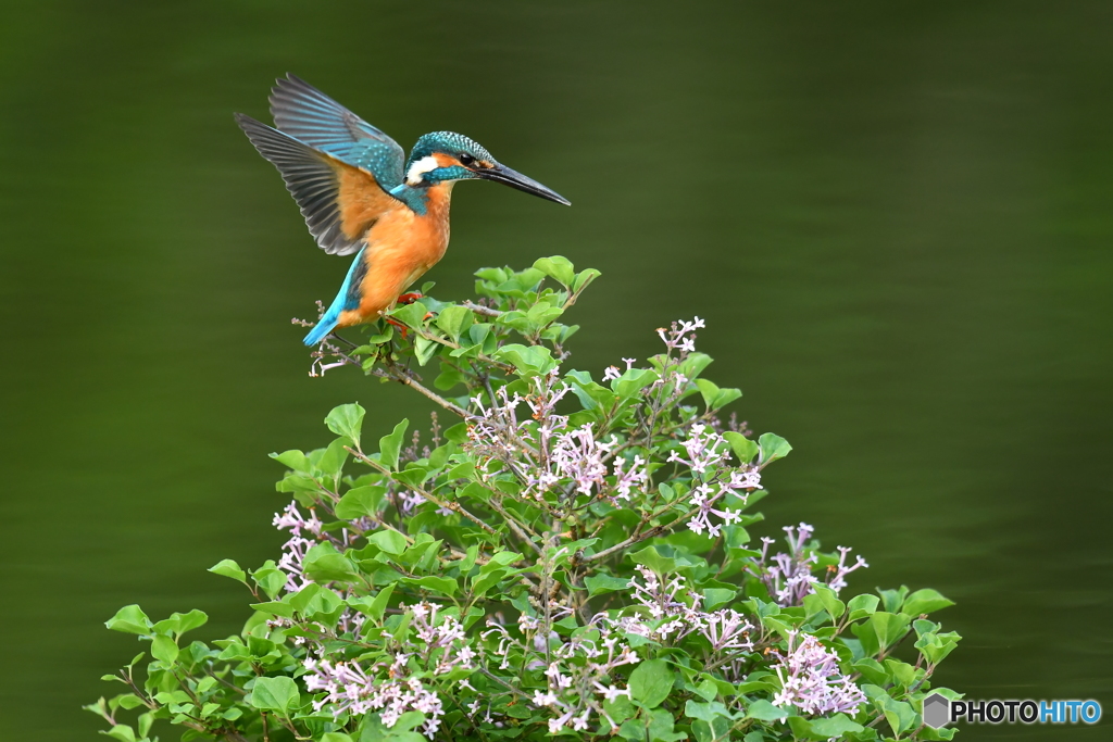 ライラックとカワセミ