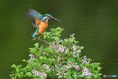 ライラックとカワセミ