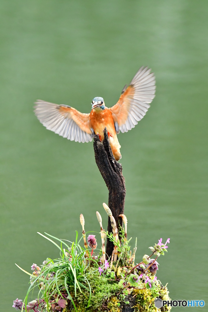土筆とカワセミ