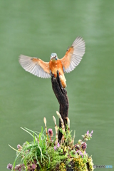土筆とカワセミ