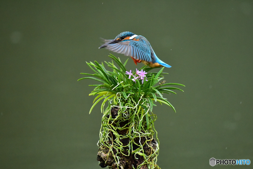 富貴蘭とカワセミ