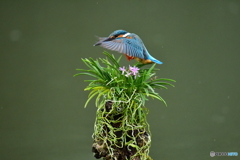 富貴蘭とカワセミ