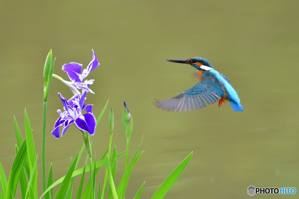 花ショウブとカワセミ