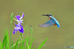 花ショウブとカワセミ