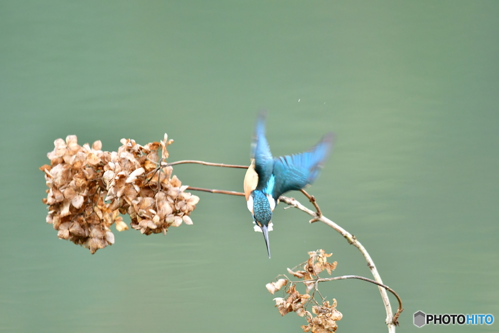アジサイの枯れ花とカワセミ
