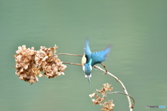 アジサイの枯れ花とカワセミ