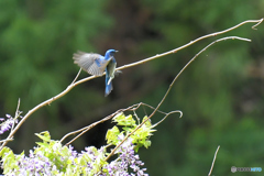 フジの花とオオルリ