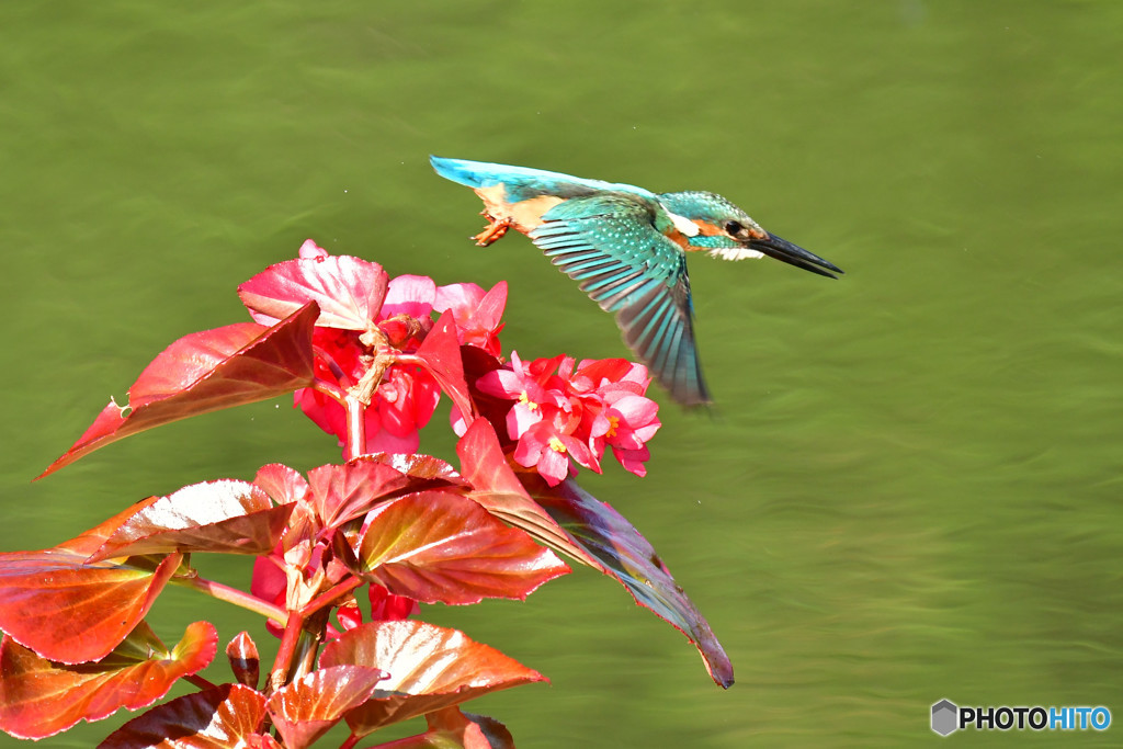 ベゴニアとカワセミ