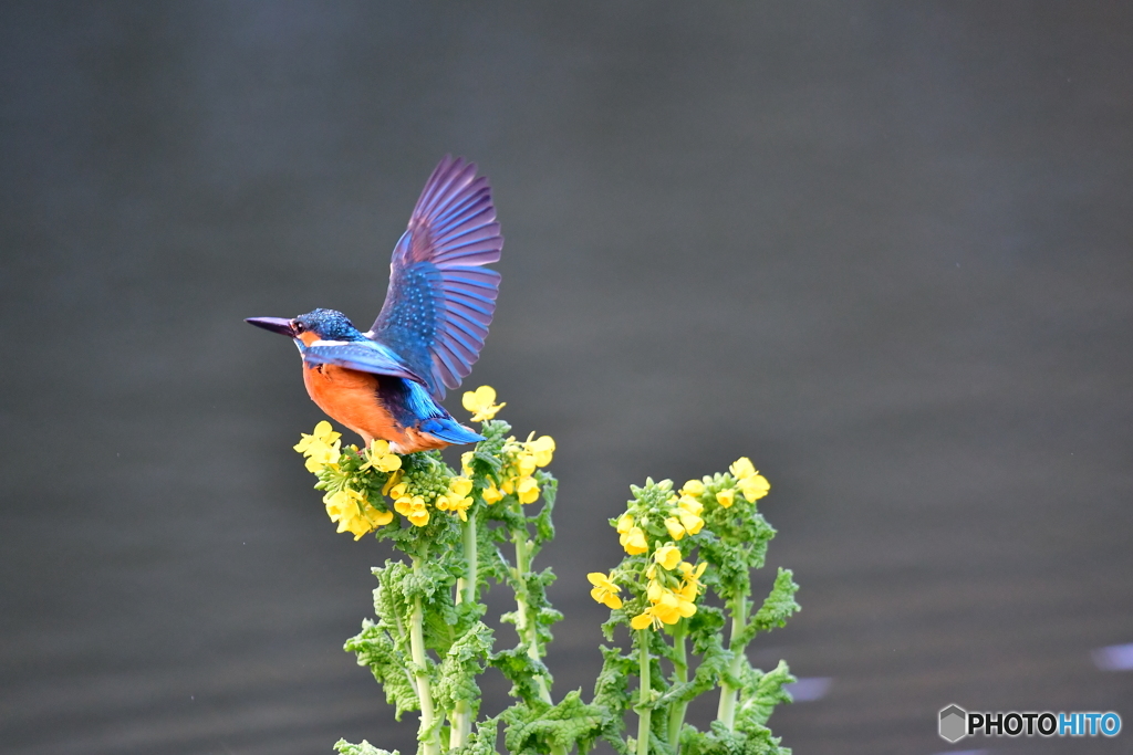 菜の花とカワセミ