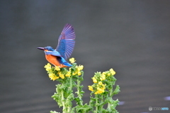 菜の花とカワセミ