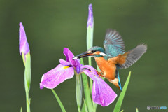 花ショウブとカワセミ