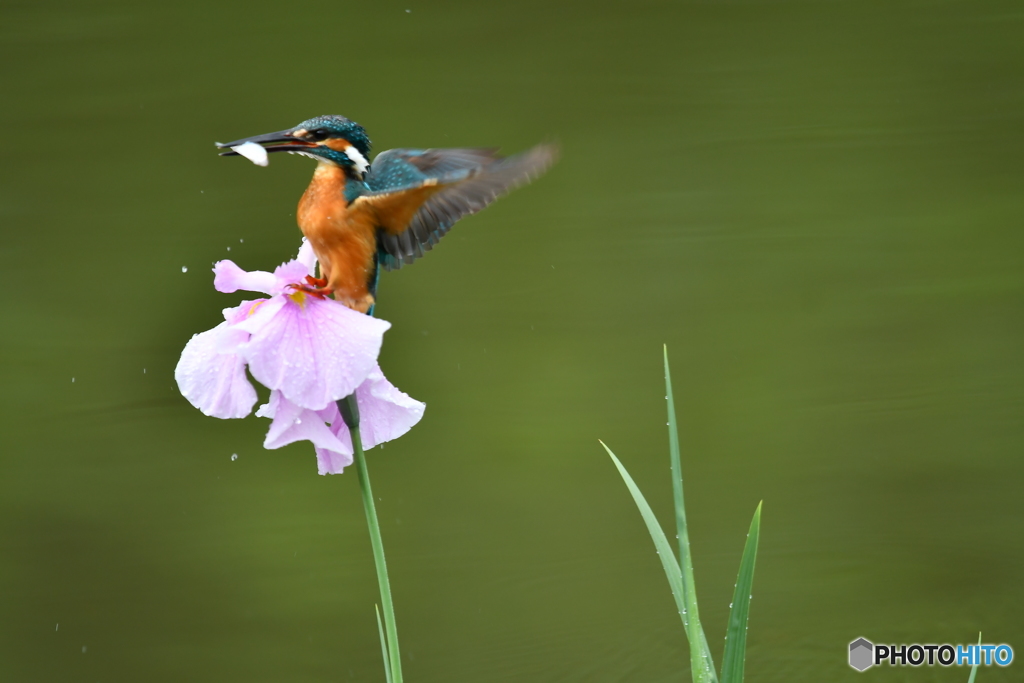 花ショウブとカワセミ