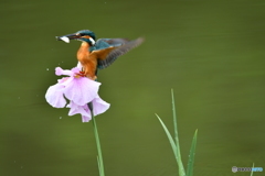 花ショウブとカワセミ
