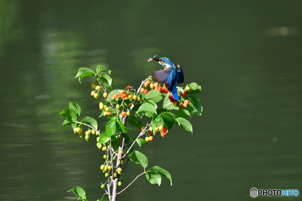 サクランボとカワセミ