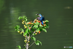 サクランボとカワセミ