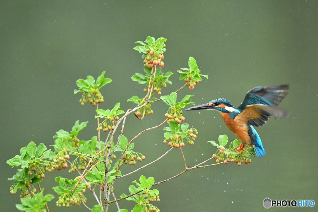 更紗ドウタンとカワセミ