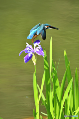 カキツバタとカワセミ