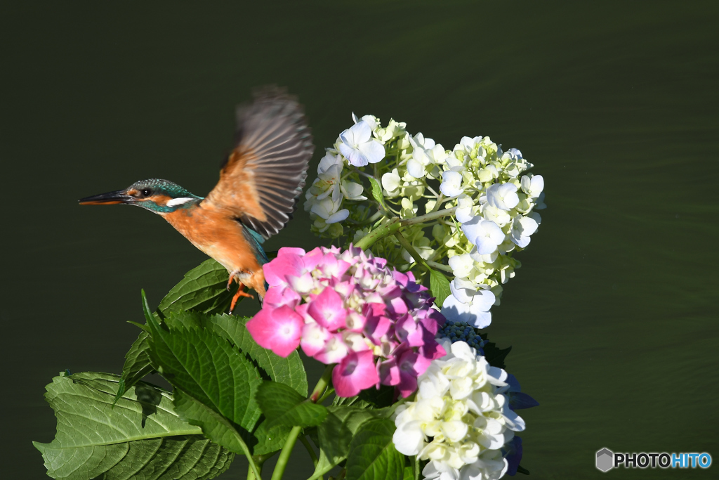 アジサイとカワセミ