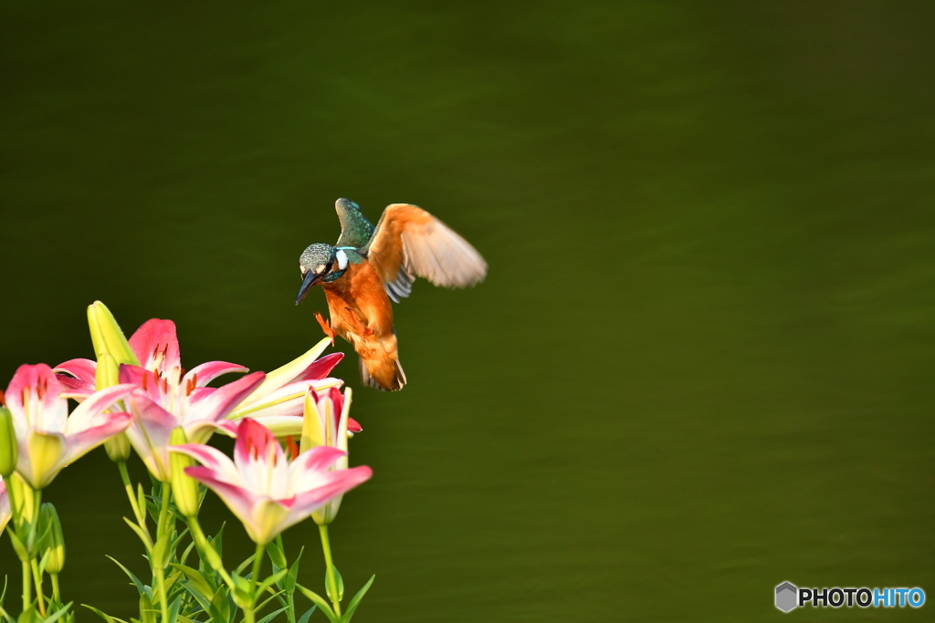 スカシユリとカワセミ