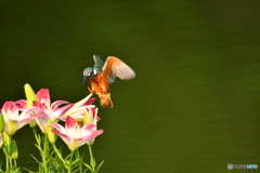 スカシユリとカワセミ