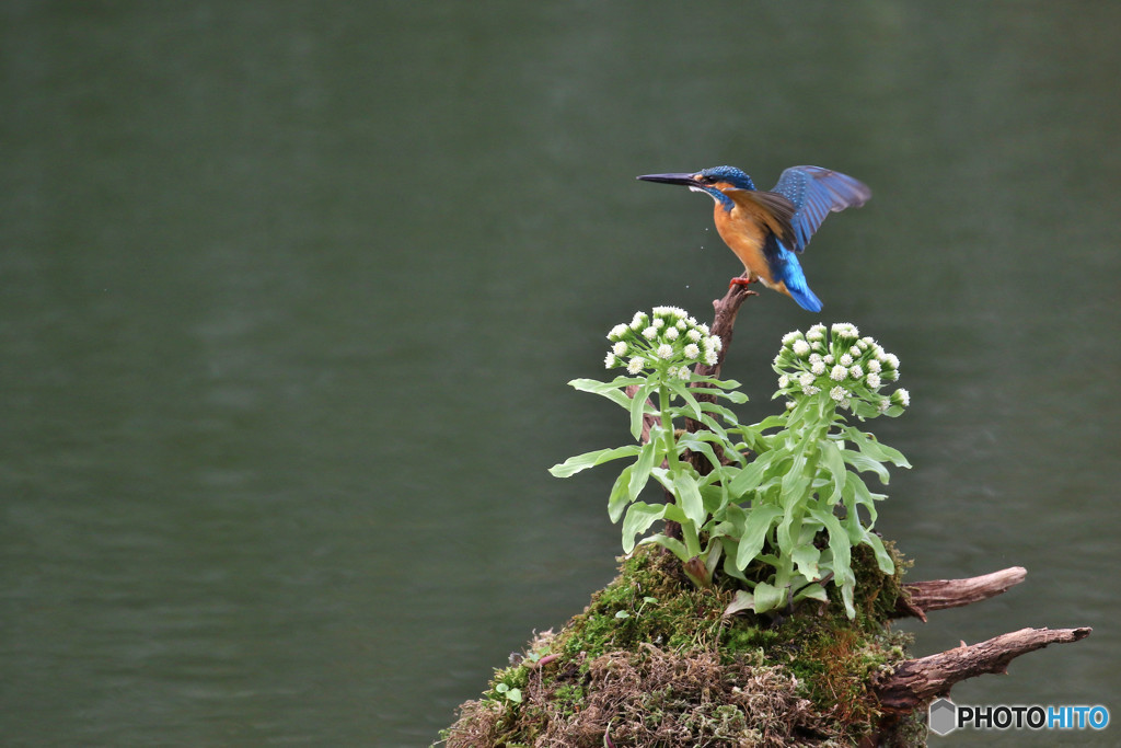フキの花とカワセミ