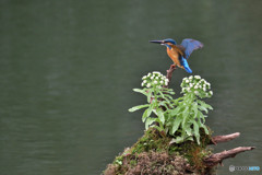 フキの花とカワセミ