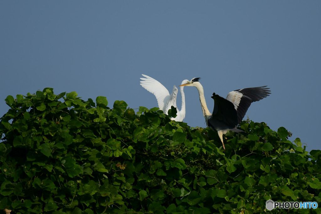アオサギとダイサギ