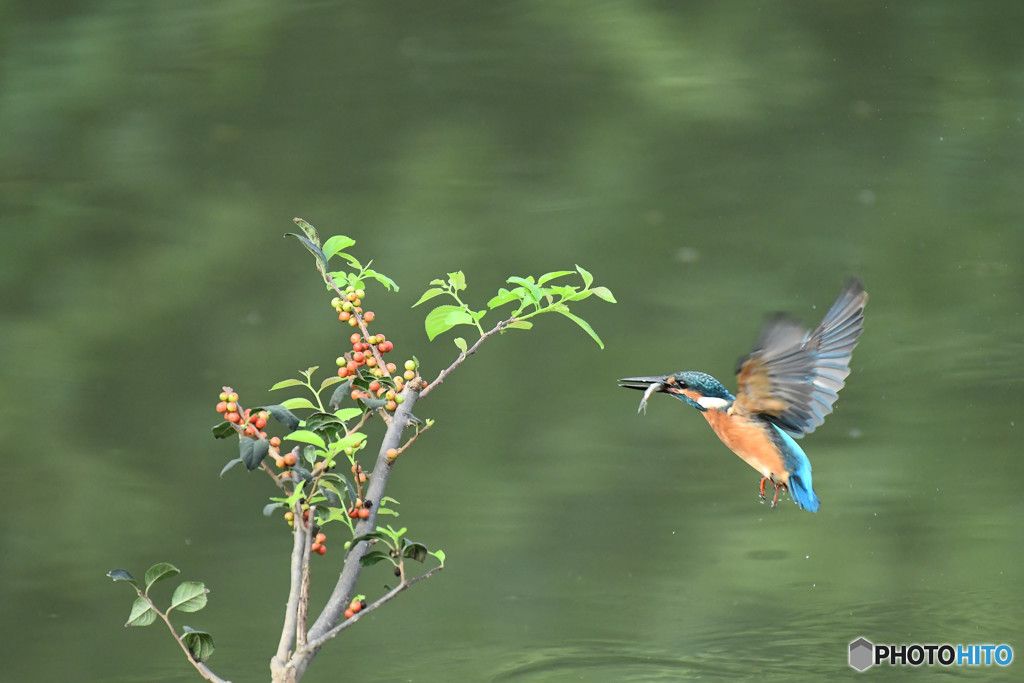 ウメモドキとカワセミ