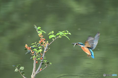 ウメモドキとカワセミ