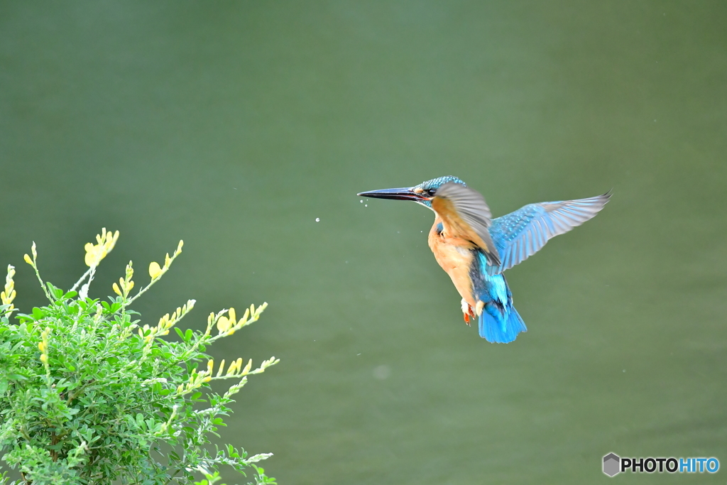 エニシダとカワセミ