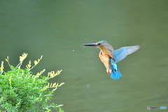 エニシダとカワセミ