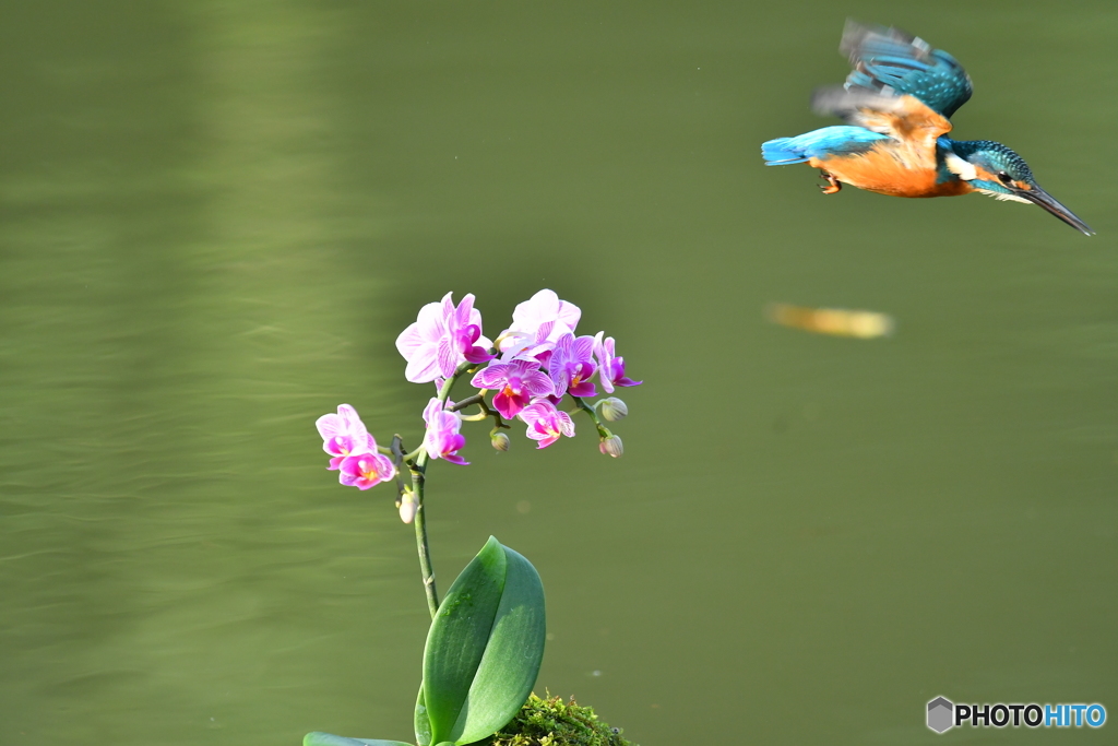 胡蝶蘭とカワセミ