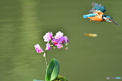 胡蝶蘭とカワセミ