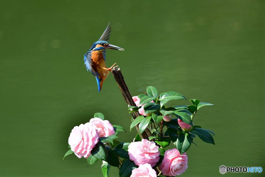 ツバキとカワセミ