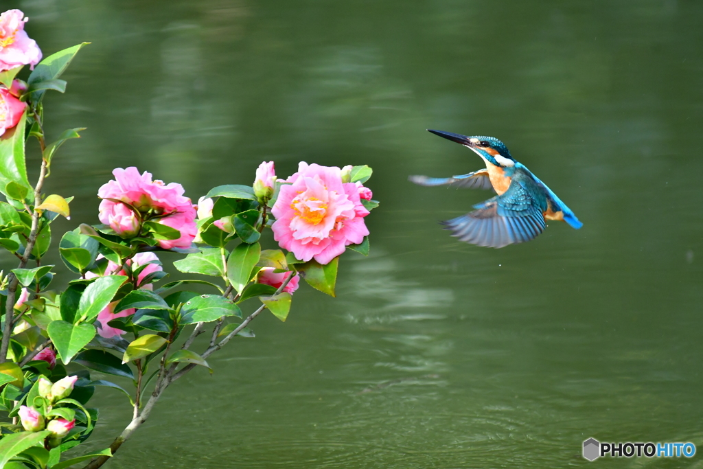 ツバキとカワセミ