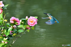 ツバキとカワセミ