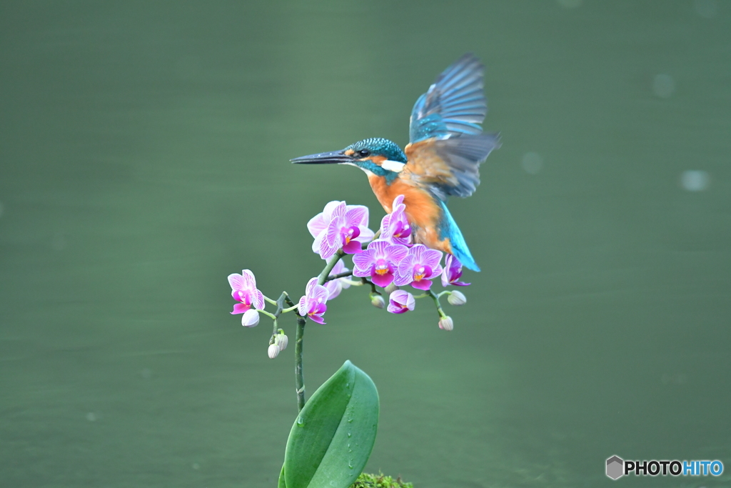 胡蝶蘭とカワセミ