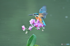 胡蝶蘭とカワセミ