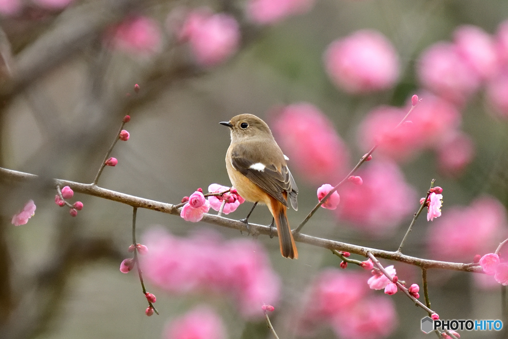 梅とジョウビタキ